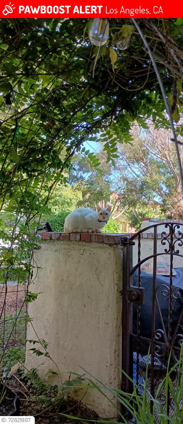 Lost Female Cat last seen 9th and Cloverdale , Los Angeles, CA 90036