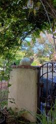 Lost Female Cat last seen 9th and Cloverdale , Los Angeles, CA 90036