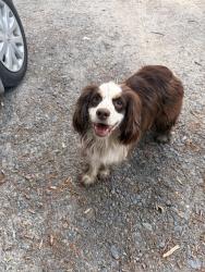 Found/Stray Unknown Dog last seen Naomi road, Randleman, NC 27317