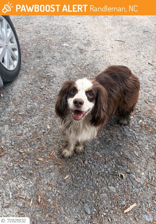 Found/Stray Unknown Dog last seen Naomi road, Randleman, NC 27317