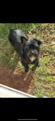 Lost Male Dog last seen Mars hill nc, Mars Hill, NC 28754