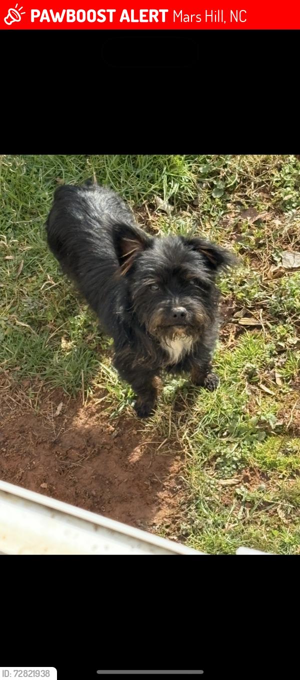 Lost Male Dog last seen Mars hill nc, Mars Hill, NC 28754