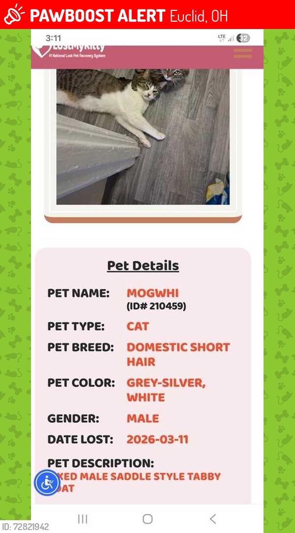Lost Male Cat last seen tremaine drive, Euclid, OH 44132