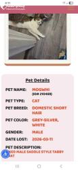 Lost Male Cat last seen tremaine drive, Euclid, OH 44132