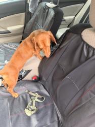 Found/Stray Male Dog last seen Grand prairie, Grand Prairie, TX 75050