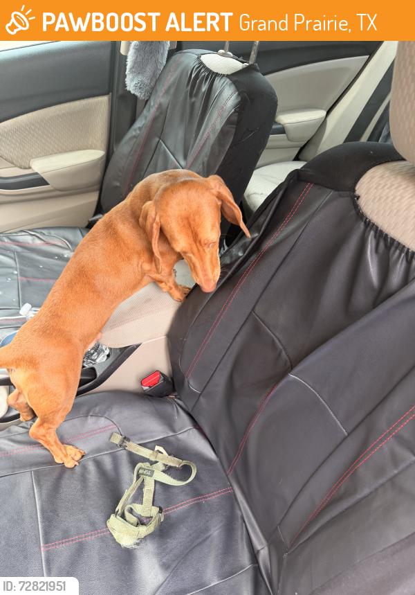 Found/Stray Male Dog last seen Grand prairie, Grand Prairie, TX 75050