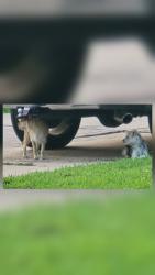 Found/Stray Unknown Dog last seen Subdivisions across George Bush High School , West Oaks Village, TX 77407
