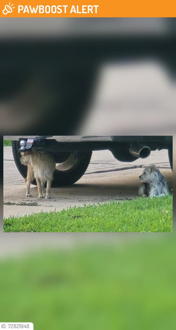 Found/Stray Unknown Dog last seen Subdivisions across George Bush High School , West Oaks Village, TX 77407