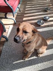 Found/Stray Female Dog last seen Strickland Oil Change , Elkin, NC 28642
