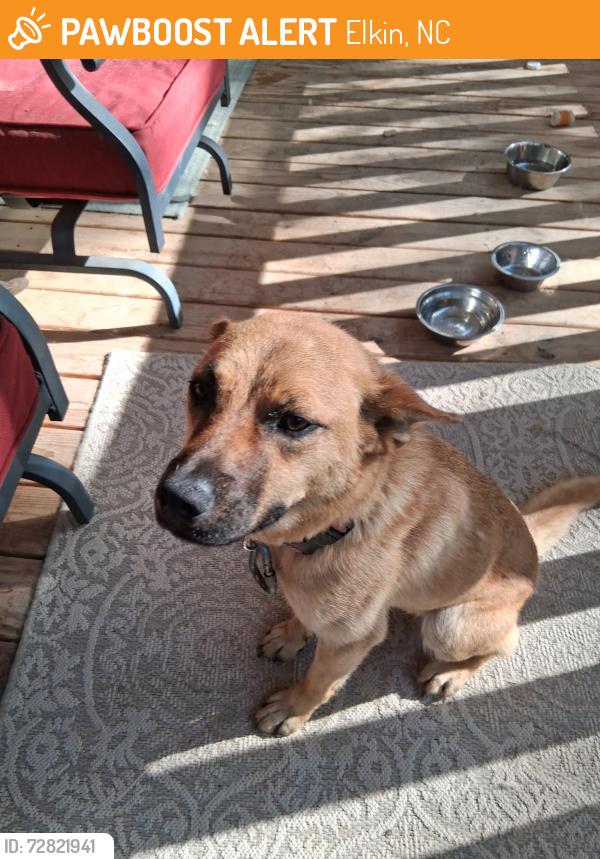 Found/Stray Female Dog last seen Strickland Oil Change , Elkin, NC 28642