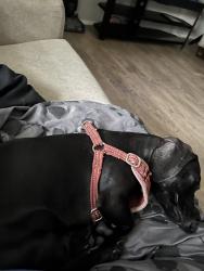 Found/Stray Unknown Dog last seen F, Rosenberg, TX 77471