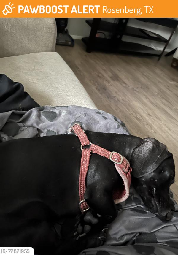 Found/Stray Unknown Dog last seen F, Rosenberg, TX 77471