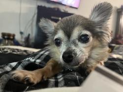 Lost Female Dog last seen Lyon and McFadden , Santa Ana, CA 92705