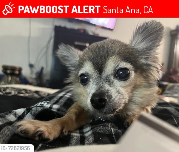 Lost Female Dog last seen Lyon and McFadden , Santa Ana, CA 92705