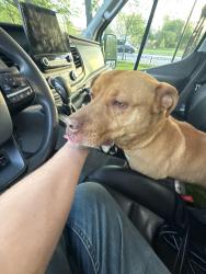 Found/Stray Male Dog last seen Bloomingdale & Central, Chicago, IL 60639