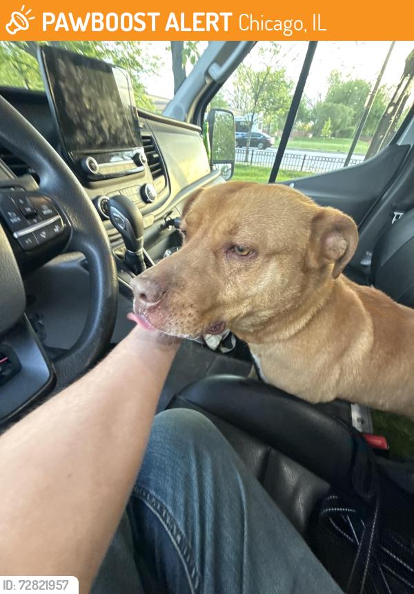 Found/Stray Male Dog last seen Bloomingdale & Central, Chicago, IL 60639