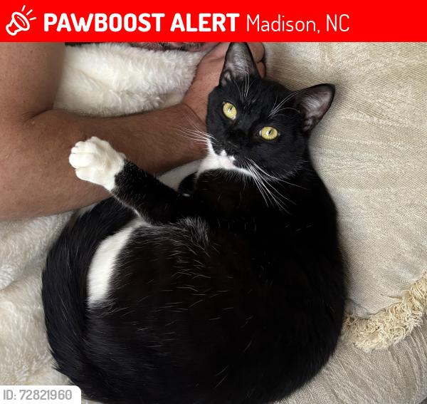 Lost Male Cat last seen madison post office , Madison, NC 27025