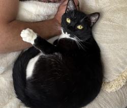 Lost Male Cat last seen madison post office , Madison, NC 27025