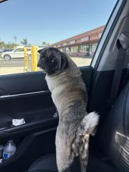 Found/Stray Female Dog last seen Euclid & Westminster , Garden Grove, CA 92843