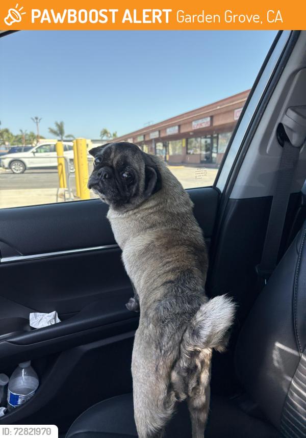 Found/Stray Female Dog last seen Euclid & Westminster , Garden Grove, CA 92843