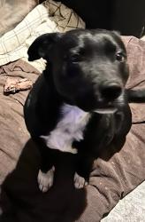 Lost Male Dog last seen Hefner rd and I-35, Edmond, OK 73013