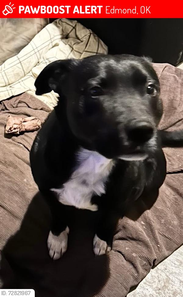 Lost Male Dog last seen Hefner rd and I-35, Edmond, OK 73013