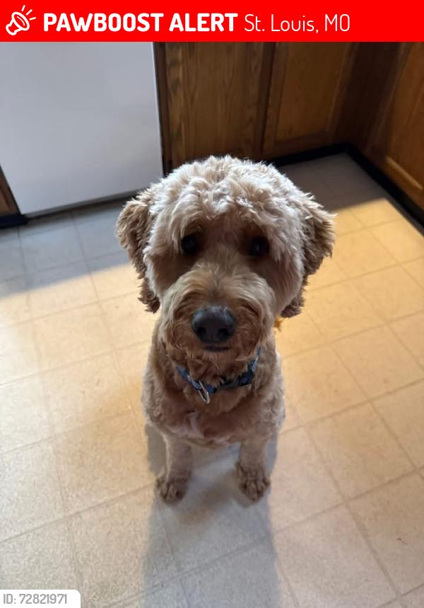 Lost Male Dog last seen River des peres, St. Louis, MO 63116