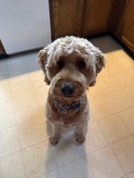 Lost Male Dog last seen River des peres, St. Louis, MO 63116