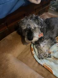 Lost Male Dog last seen McGee and 91st St, Kansas City, MO 64114