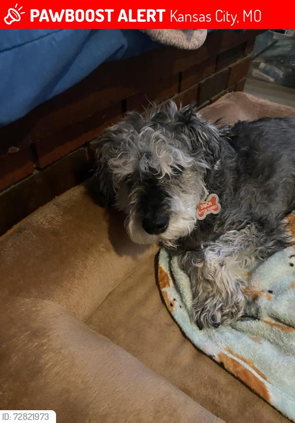 Lost Male Dog last seen McGee and 91st St, Kansas City, MO 64114