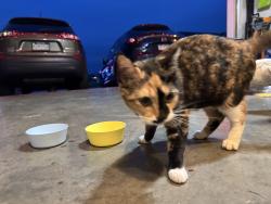 Found/Stray Female Cat last seen Lexington ests, York Haven, PA 17370
