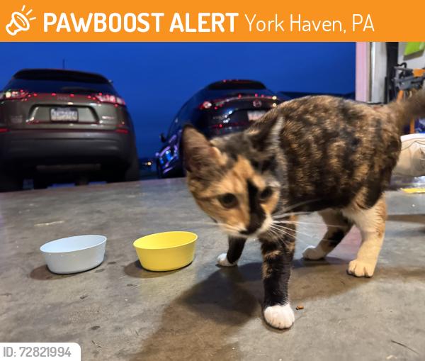 Found/Stray Female Cat last seen Lexington ests, York Haven, PA 17370