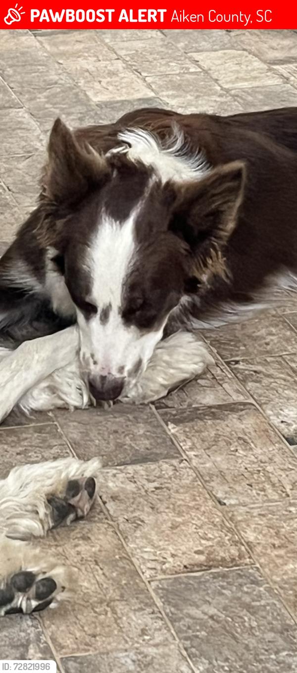 Lost Female Dog last seen Shaws fork rd, Aiken County, SC 29805