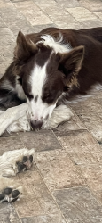 Lost Female Dog last seen Shaws fork rd, Aiken County, SC 29805