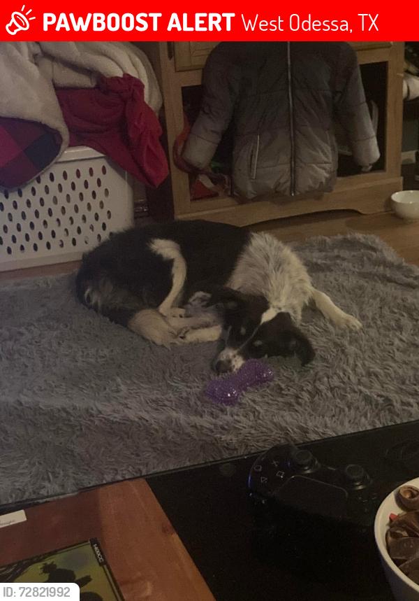Lost Female Dog last seen Rita Ave , West Odessa, TX 79764
