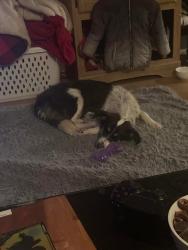Lost Female Dog last seen Rita Ave , West Odessa, TX 79764
