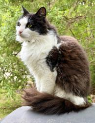 Found/Stray Female Cat last seen Mohican traiil, Ruckersville, VA 22968