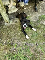 Found/Stray Male Dog last seen Twin bridge rd at reid watson rd, Morgan County, TN 37726