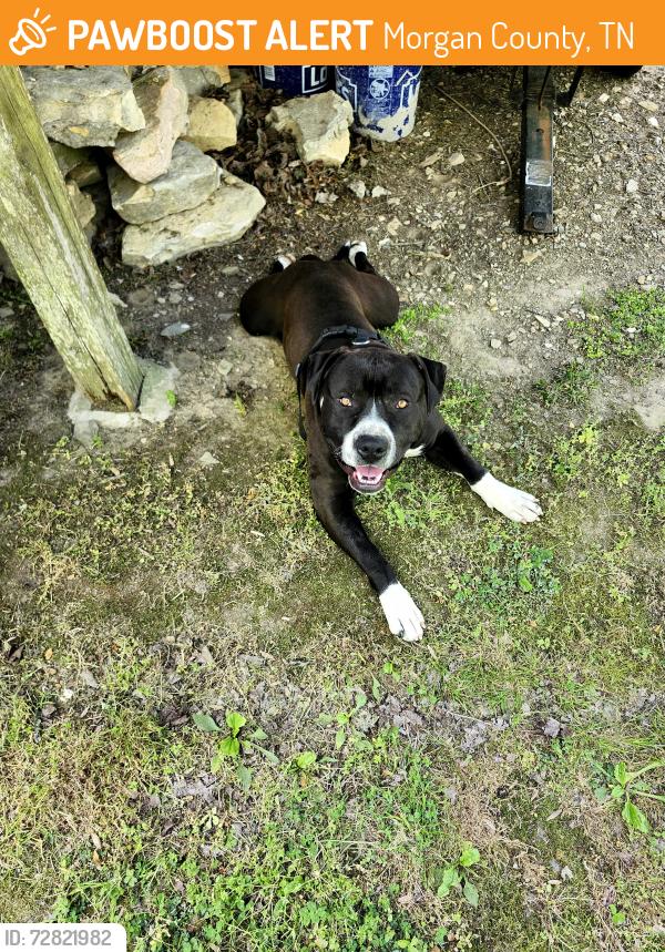 Found/Stray Male Dog last seen Twin bridge rd at reid watson rd, Morgan County, TN 37726