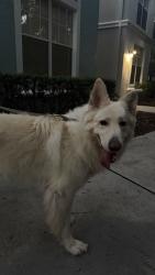Found/Stray Male Dog last seen the sophia at abacoa apmts , Jupiter, FL 33458