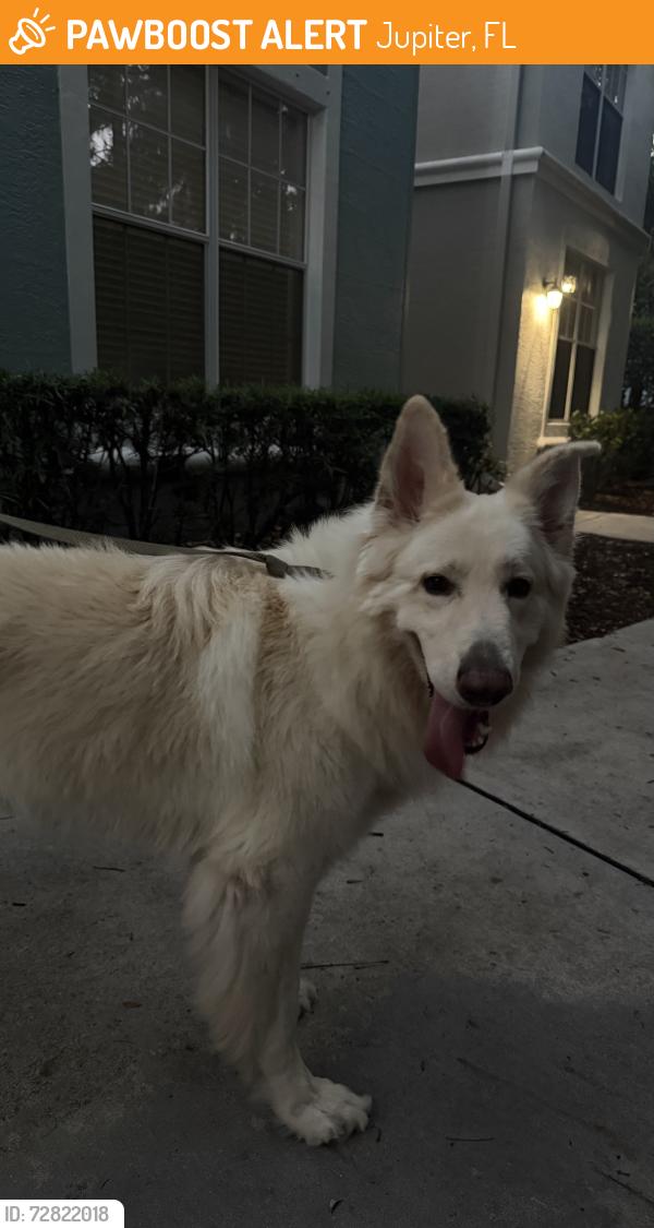 Found/Stray Male Dog last seen the sophia at abacoa apmts , Jupiter, FL 33458