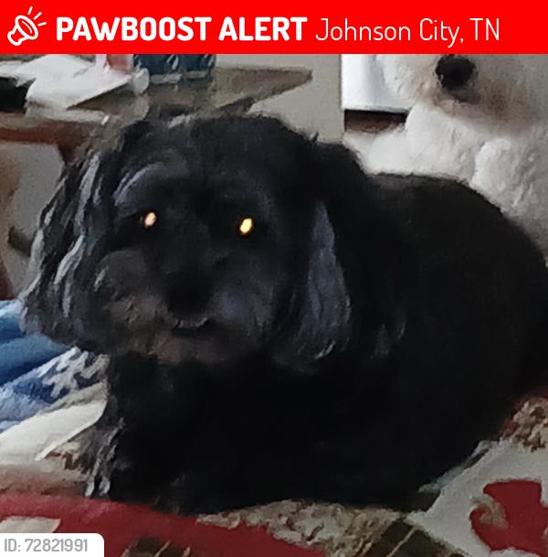 Lost Female Dog last seen Target, Johnson City, TN 37601