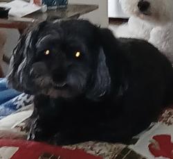 Lost Female Dog last seen Target, Johnson City, TN 37601