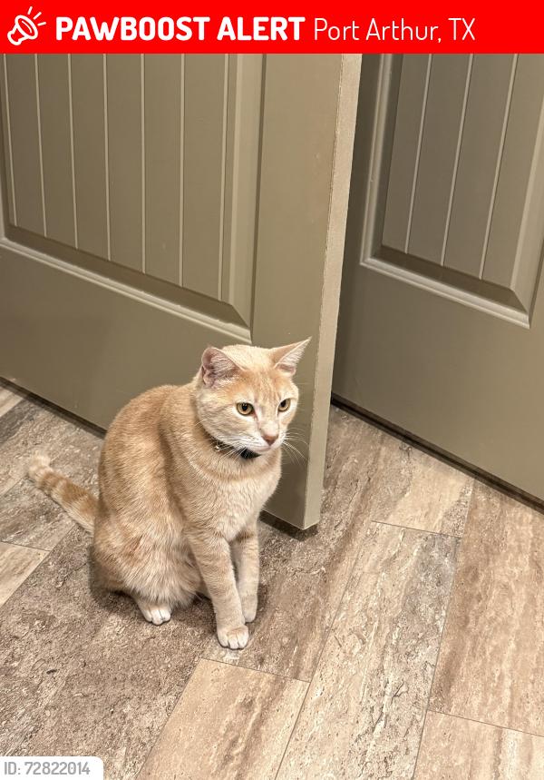 Lost Male Cat last seen 38th St and 9th Avenue Port Arthur, Port Arthur, TX 77642