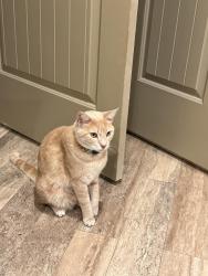 Lost Male Cat last seen 38th St and 9th Avenue Port Arthur, Port Arthur, TX 77642