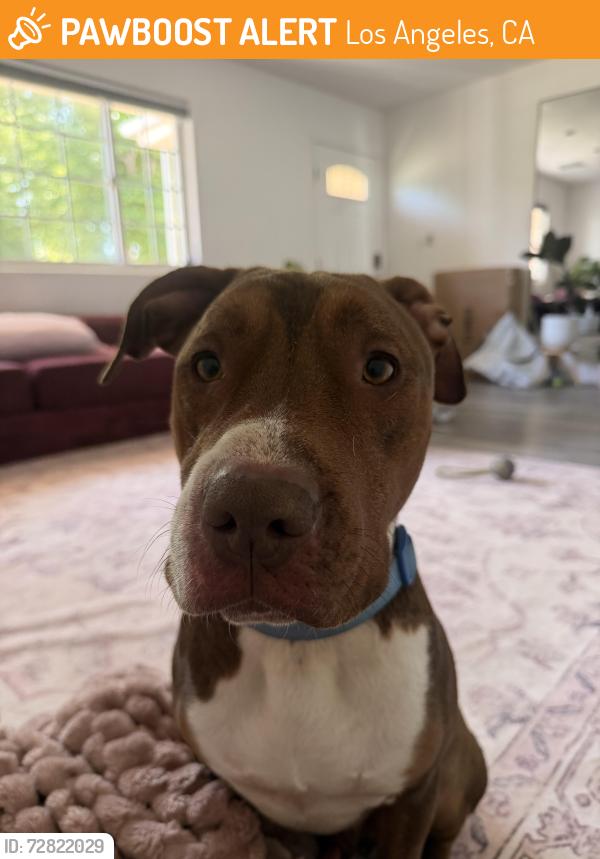 Found/Stray Male Dog last seen Near valley village park , Los Angeles, CA 91601