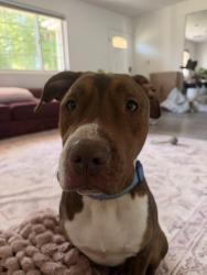 Found/Stray Male Dog last seen Near valley village park , Los Angeles, CA 91601