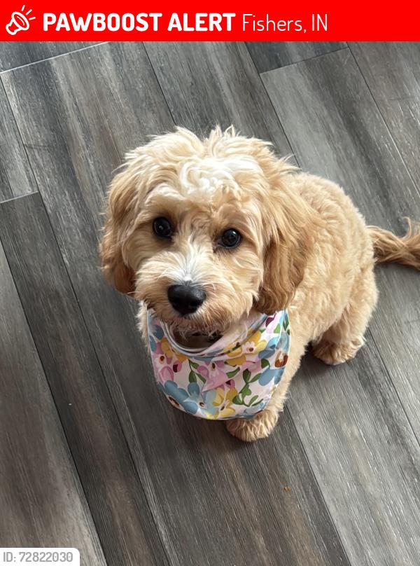 Lost Female Dog last seen Coursge crossing fishers indiana, Fishers, IN 46037