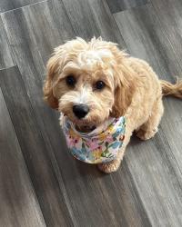 Lost Female Dog last seen Coursge crossing fishers indiana, Fishers, IN 46037