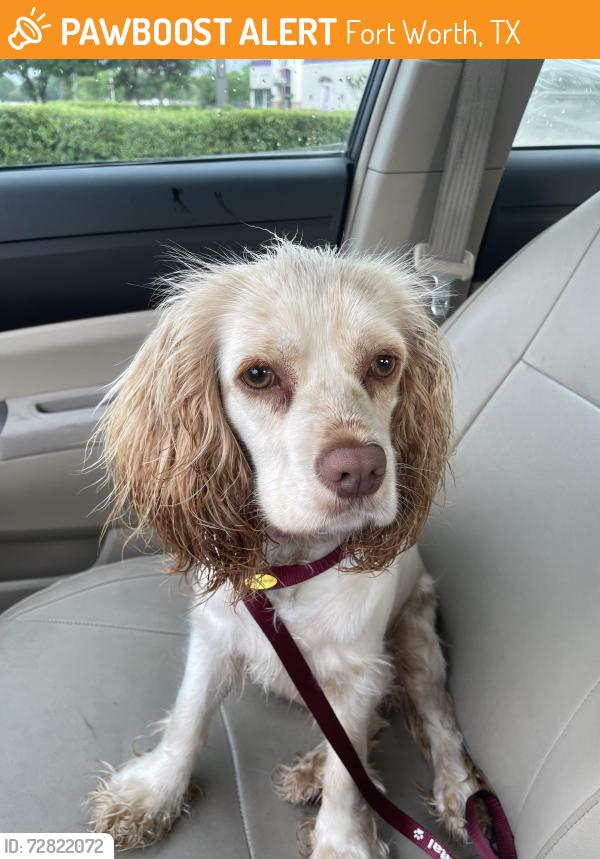 Found/Stray Female Dog last seen By the dollar general on Western Center Blvd, Fort Worth, TX 76137